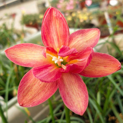Rain Lily Bulbs Bloom in All Seasons, Double-Flowered Leek Orchid Onion Flower Seedlings, Indoor and Outdoor Courtyard Flower Beds, Cold-Resistant Potted Plants