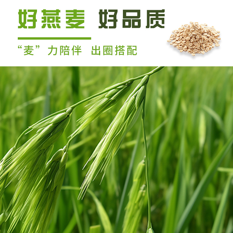 Dropshipping Spot Oat Bran Powder 500g Canned Oat Bran Breakfast Meal Replacement Dietary Fiber Satiety Students