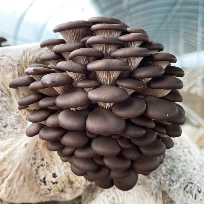 Mushroom planting bag home mushroom black mushroom mushroom bag fresh mushroom stick potted edible mushroom mushroom fun balcony