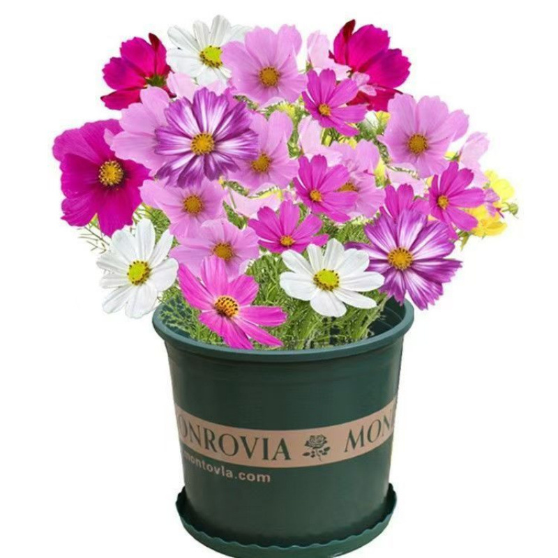 Wildflower Combination Seeds Bloom in All Seasons, Cold-Resistant Flower Seeds, Cosmos Galsang Flowers, Easy-To-Live Courtyard Outdoor Flower Seeds