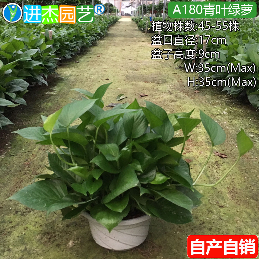 Green Radish Potted Large and Small Green Plants in the New House in the Office to Remove Formaldehyde Flower Bonsai Green Basket Base Wholesale