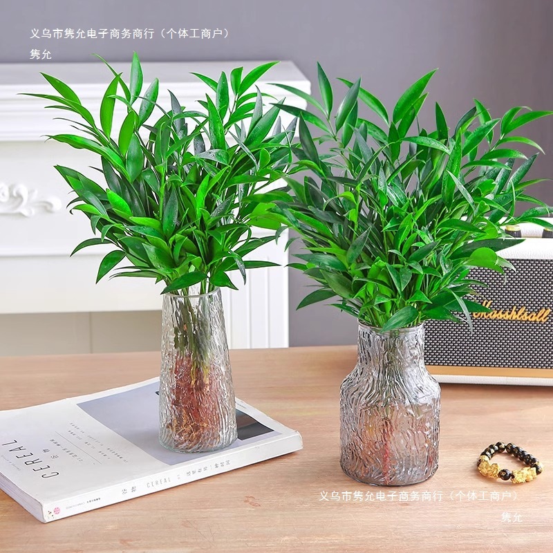 Mosquito Repellent Bamboo and Cypress Hydroponic Plants, Large Indoor Water-Grown Green Plants, Flower Pots, Office Desktop Mosquito Repellent Plants, Easy to Maintain