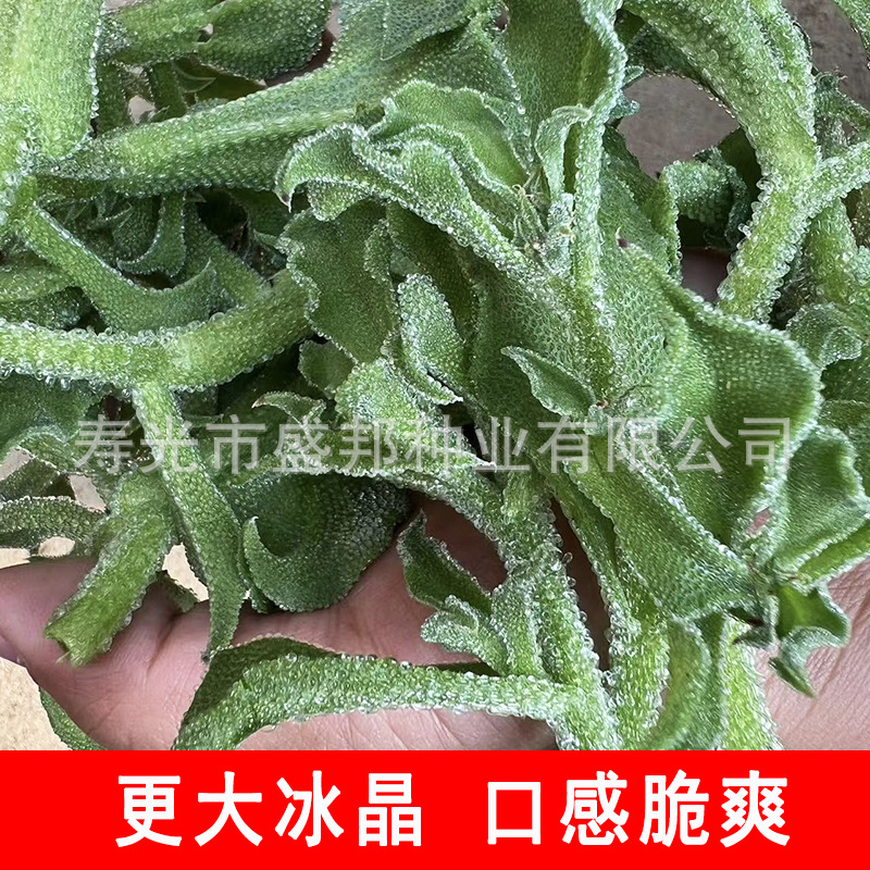 Supply African Ice Vegetable Seeds, South African Ice Grass Seeds, Ice Vegetable Seedlings