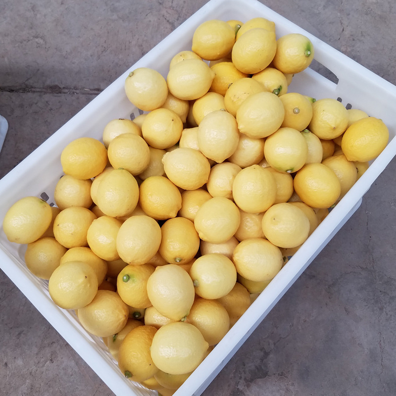 Wholesale Anyue Lemon Fruit Fresh Yellow Lemon First-Class Medium Fruit 0.5kg about 4-5 Pieces Eureka 2.5kg Starting Price
