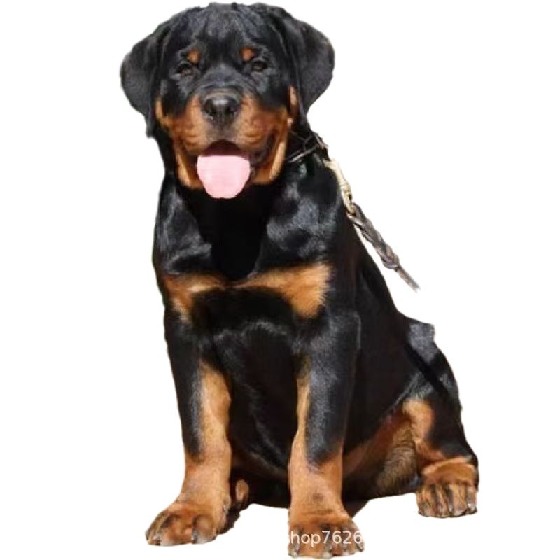 Rottweiler Dog Puppy Living Explosion-Proof Dog at Home Nursing Hospital Dog German Guard Large Dog Guard Dog