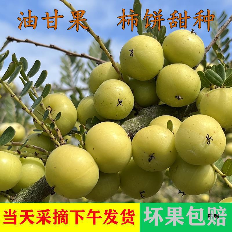 Fresh Persimmon Cakes from Chaoshan, Sweet Oil Fruit, Tangerine Fruit, Loquat Fruit, Fruit Cakes for Pregnant Women, Sweet and Nutritious Fruit