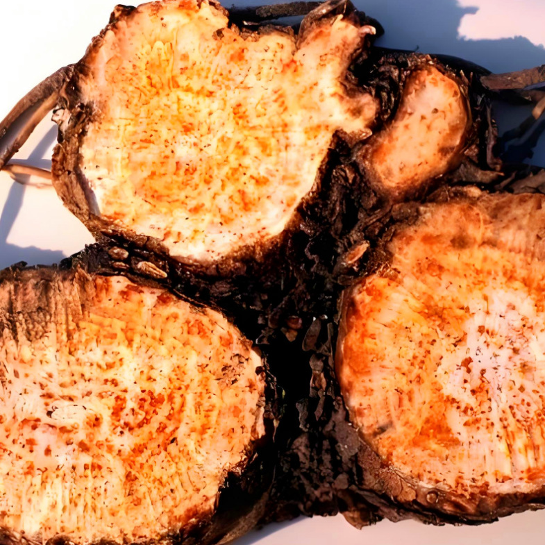 Wholesale Atractylodes kg Price Inner Mongolia Cinnabar Point Atractylodes High-Quality Sources