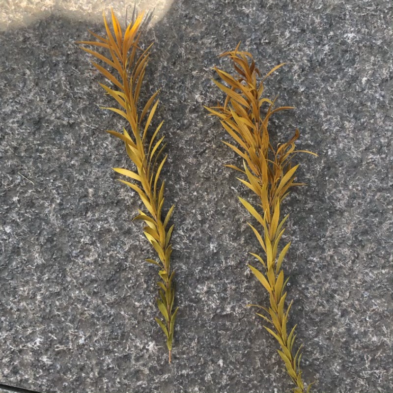 Preserved Flower Material New Year Thousand-layer Golden Leaf diy Material Fresh-keeping Greeting Card Dried Flower Gift Box Green Plant Photography Props