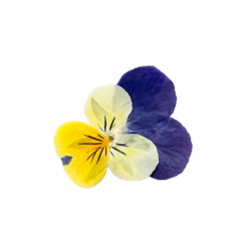 Beauty Photo Face Pressed Flower Painting Handmade Candle Table Lamp Dried Flower DIY Material Natural Color Pansy Dried Flower Embossed