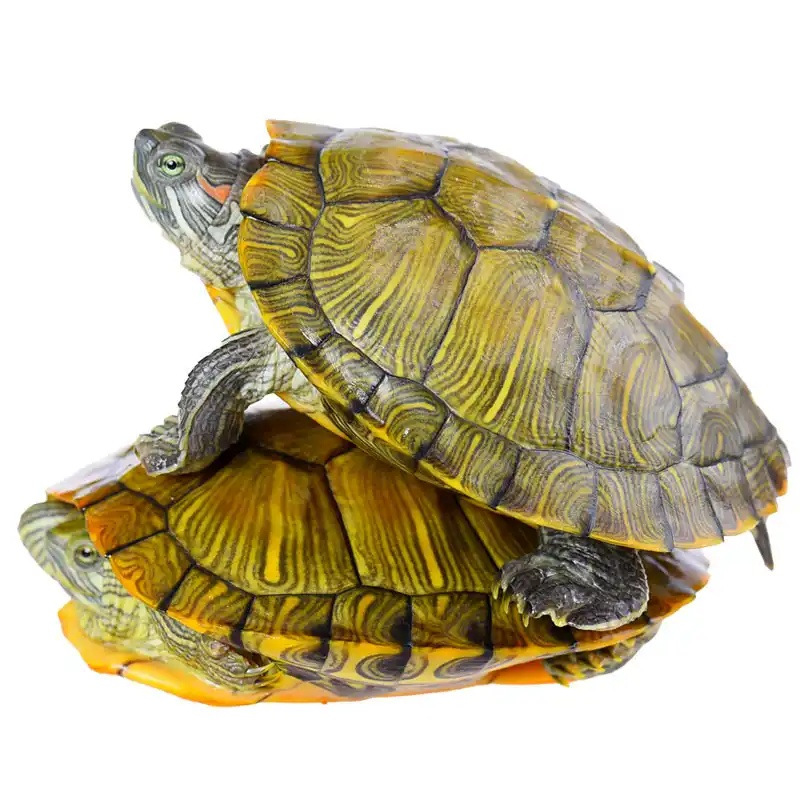 Source Factory Live Tortoise Brazilian tortoise seedling farm wholesale outer pond red-eared pet tortoise size live turtle