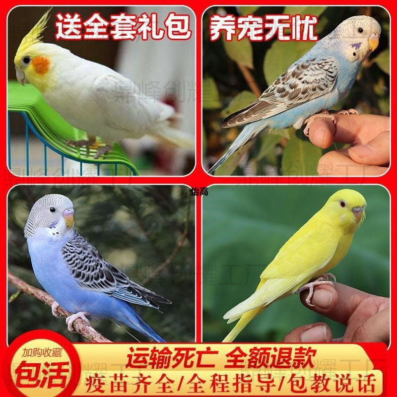 Попугай живая птица, попугай, маленькая живая птица, говорящая птица, домашний попугай