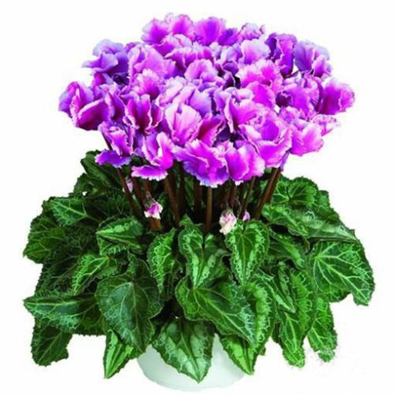 Cyclamen Seeds Indoor Balcony Courtyard Blooming All Year Round Begonia Rabbit Ear Flower Explosive Potted Plant