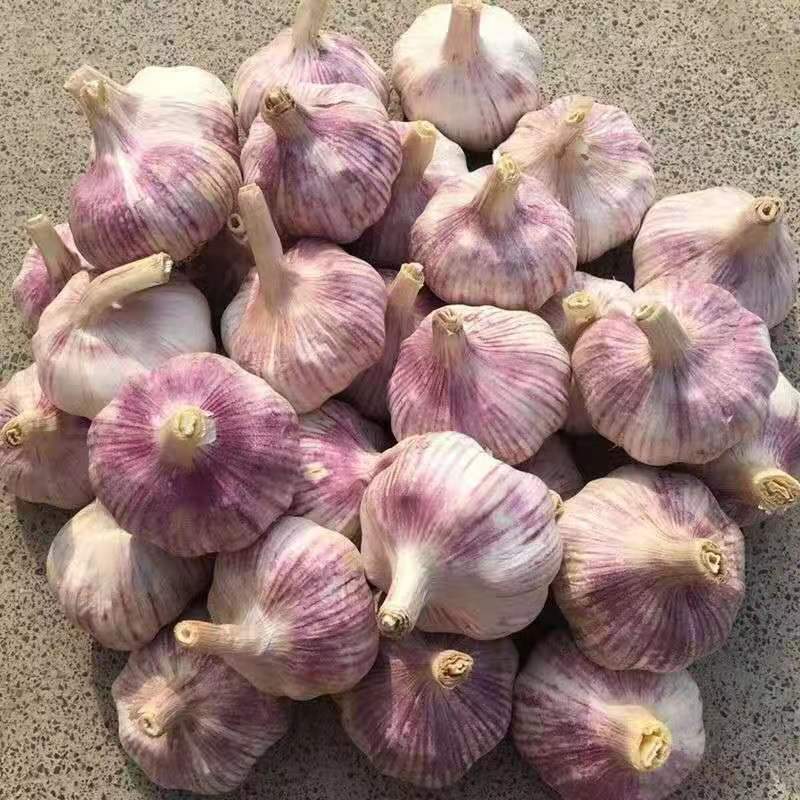 [Low Price] Jinxiang Purple Skin Garlic New Dried Garlic Garlic Head Dried Garlic Large Fresh Garlic Whole Box