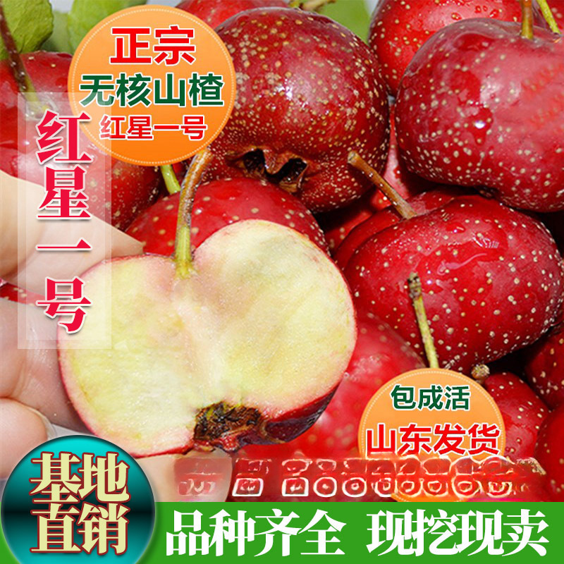 New Variety of Seedless Hawthorn Grafted Seedlings, Super Sweet Large Fruit Hawthorn Saplings, Hawthorn Seedlings Planted in the North and South, One Piece Dropshipping