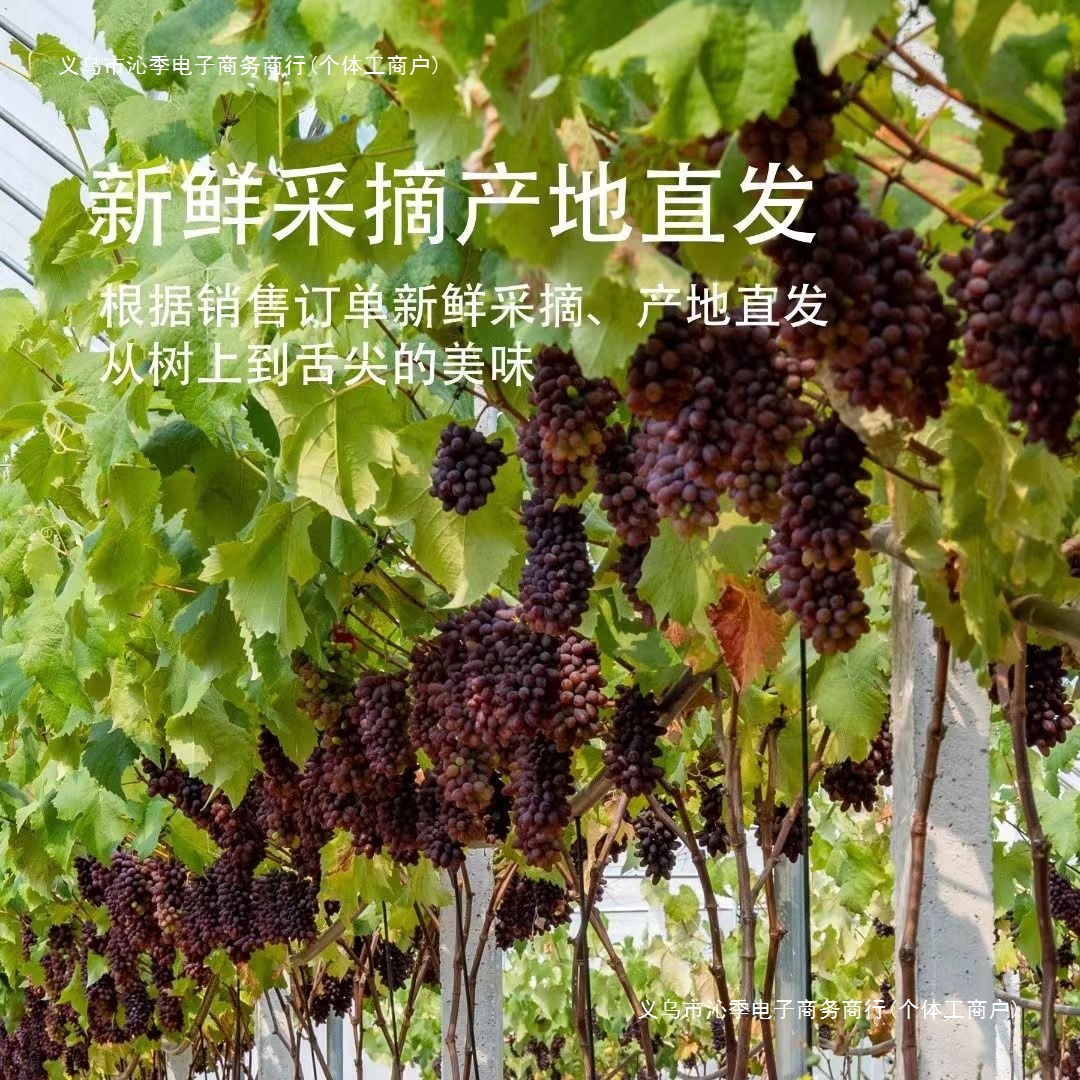 Free Shipping Northeastern Jasmine Grape, Freshly Picked, Net Weight 1.5kg Grams, Whole Bunch of 3~4 Bunches, Free Shipping Tulip Grape