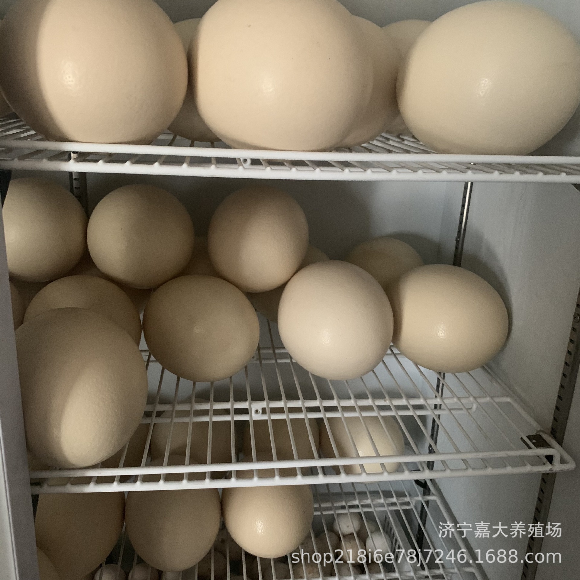 Where to Buy Ostrich Eggs? Ostrich Eggs for Sale. How Much Do Ostrich Eggs Cost? Manufacturers Have Live Ostriches in Stock