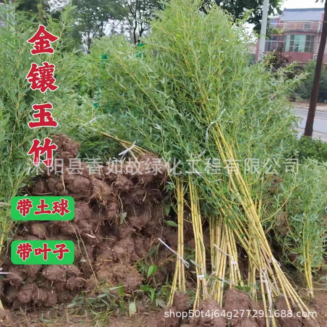 Purple Bamboo Gold Inlaid Jade Bamboo Green Bamboo Courtyard Plant Evergreen All Year Round Northern Cold-Resistant Greening Seedling Base Straight Hair