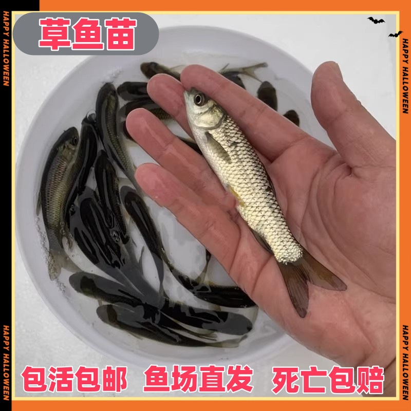 Живая рыба травяного карпа, легко разводимая, съедобная, холодноводная декоративная рыба, крупная живая рыба травяного карпа