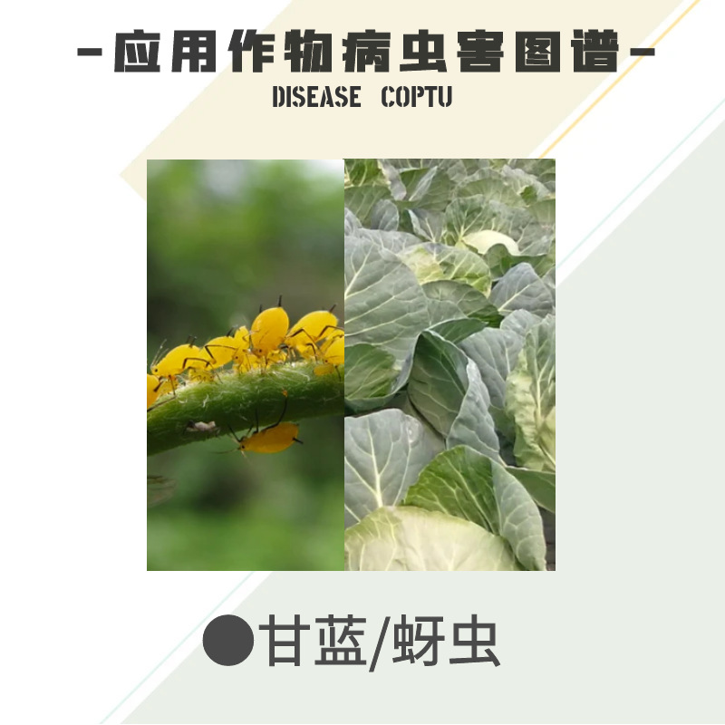 Bainongstar Pygog 70% Imidacloprid Cabbage Fruit Tree Aphid Rice Planthopper Whitefly Pesticide Insecticide