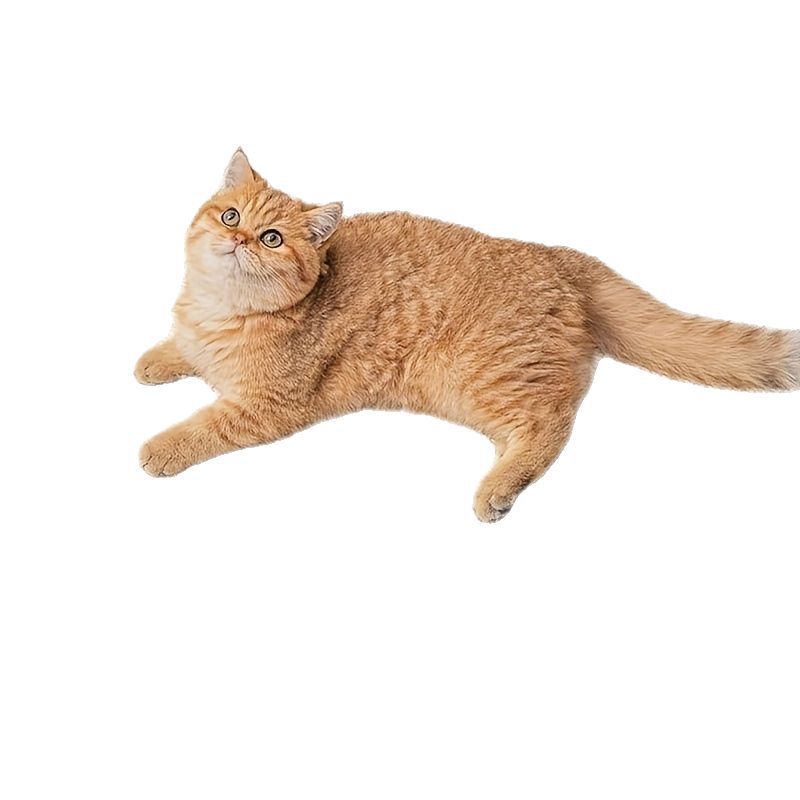 Cat Scratch Board Sisal Cushion Wear-resistant Anti-scratch Protection Sofa Cat Claw Grinding Claw Pad Cat Supplies Toy Cat Claw Board