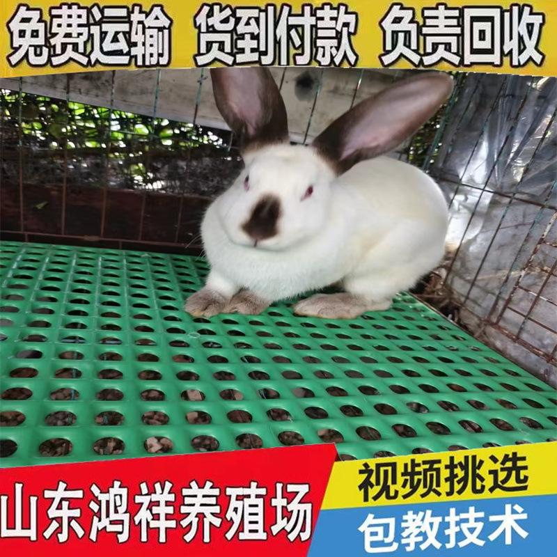 2-2.5кг черные мясные кролики, высококачественные, оптовая цена