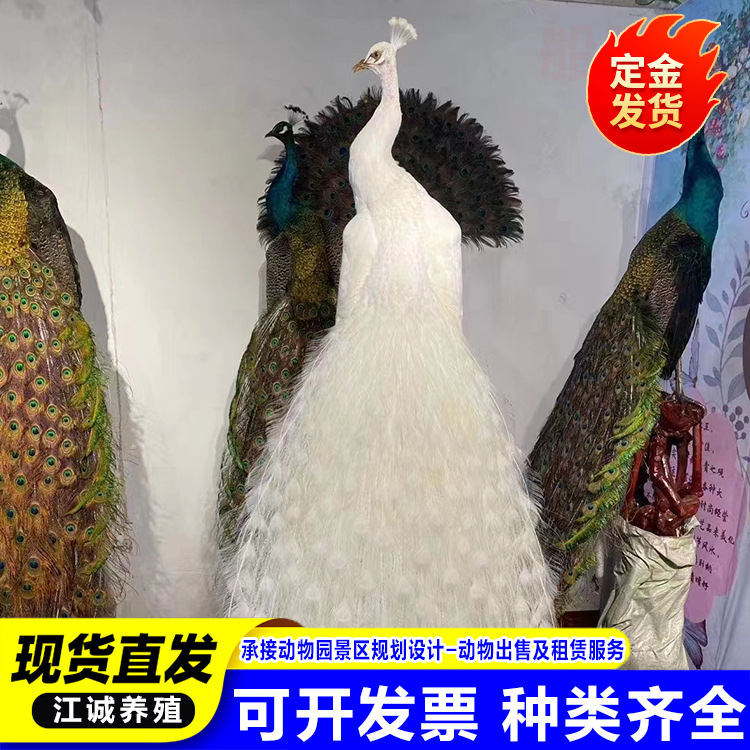 Оптовая продажа живой рассады теплых павлинов с большим хвостом, голубых и белых павлинов