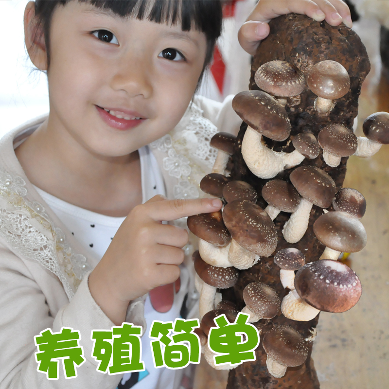 Mushroom planting bag strain bag domestic mushroom mushroom mushroom edible black mushroom bag family mushroom stick potted Ganoderma lucidum