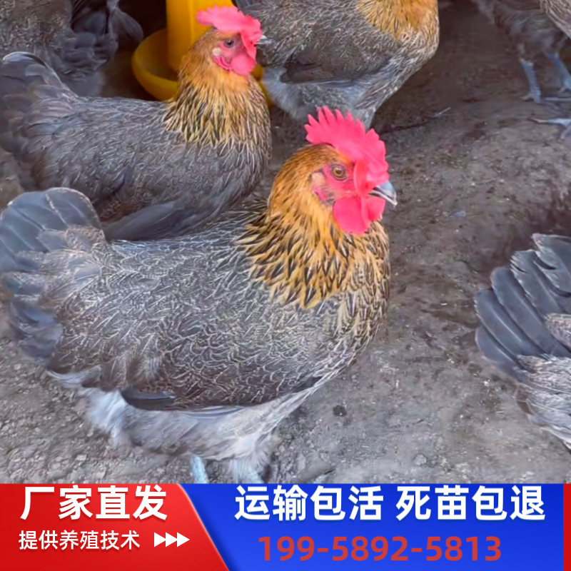 Крупные бройлерные курицы с зелеными ногами, женские, местные, быстрорастущие, свободно гуляющие, инкубационные цыплята