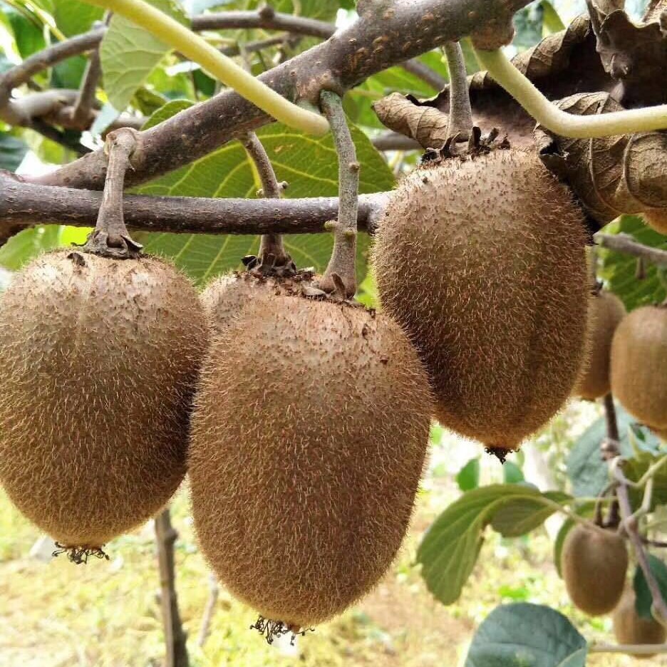 [Event] Shaanxi Xuxiang Kiwi Fruit, 15/24 Pieces, Sweet and Sour, Juicy Green-Fleshed Kiwi, Fresh Fruit