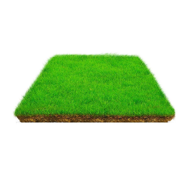 Bermuda grass seeds are evergreen and trample-resistant turf grass seeds greening lawn seeds football field dwarf grass seeds