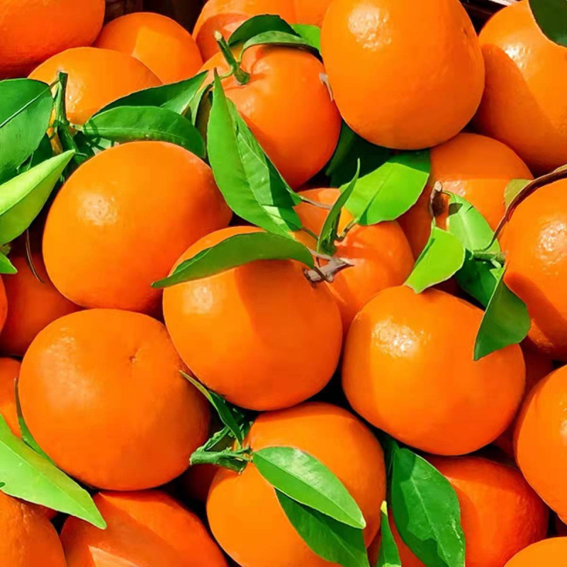 Freshly Picked Wumingwo Sweet Oranges, Fresh Seasonal Oranges, Thin-Skinned Oranges, Whole Box Free Shipping Wholesale