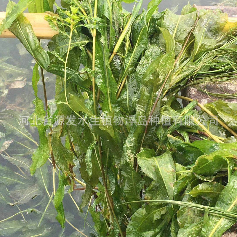 Submerged Plants: Bitter Grass, Black Algae, Stonewort, Foxtail, Lotus, Stonewort, Water Lily, Aquatic Plants