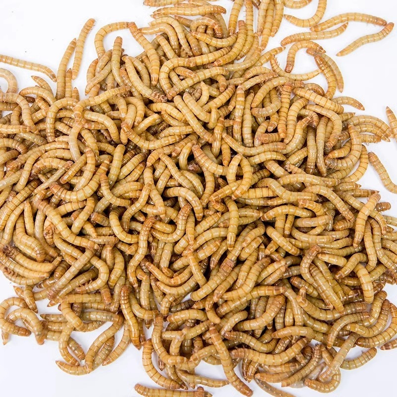 Mealworms, Live Insects, Mealworms, Yellow Mealworms, Live Larvae, Lizard, Gecko, Turtle, Hamster, Arowana, Edible Insects, Free Shipping