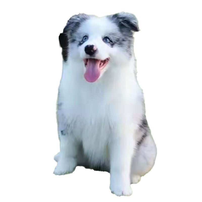 Purebred Border Collie Live Dog Medium Dog Puppy Live Dog Black and White Meteorite Border Collie Puppy Puppy Live Animal