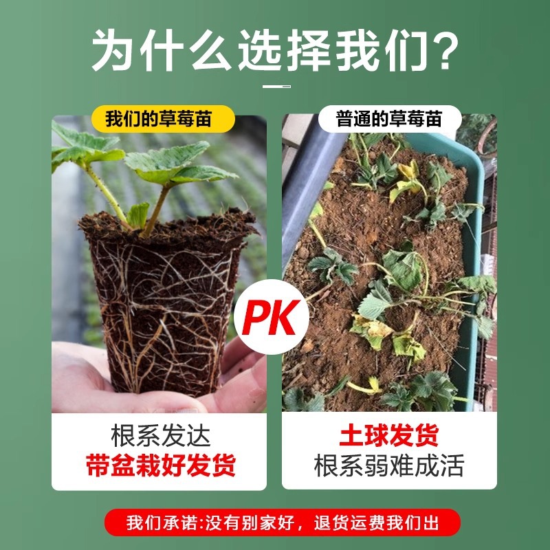 Four-Season Cream Strawberry Seedlings Potted Balcony Planting with Soil New Seedlings Hongyan Dandong 99 Seeds Bear Fruit in the Same Year