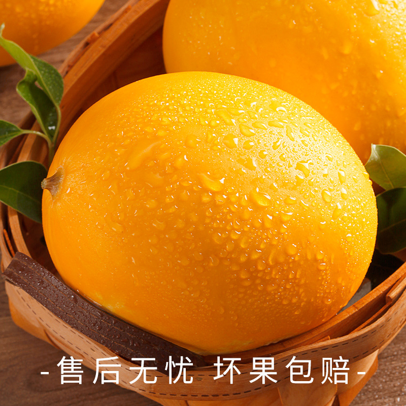 Fresh Seasonal Honeydew Melons from the Yellow River, Whole Box with Free Shipping, Crispy Fragrant Melons, Hami Melons, Gansu Minqin 10