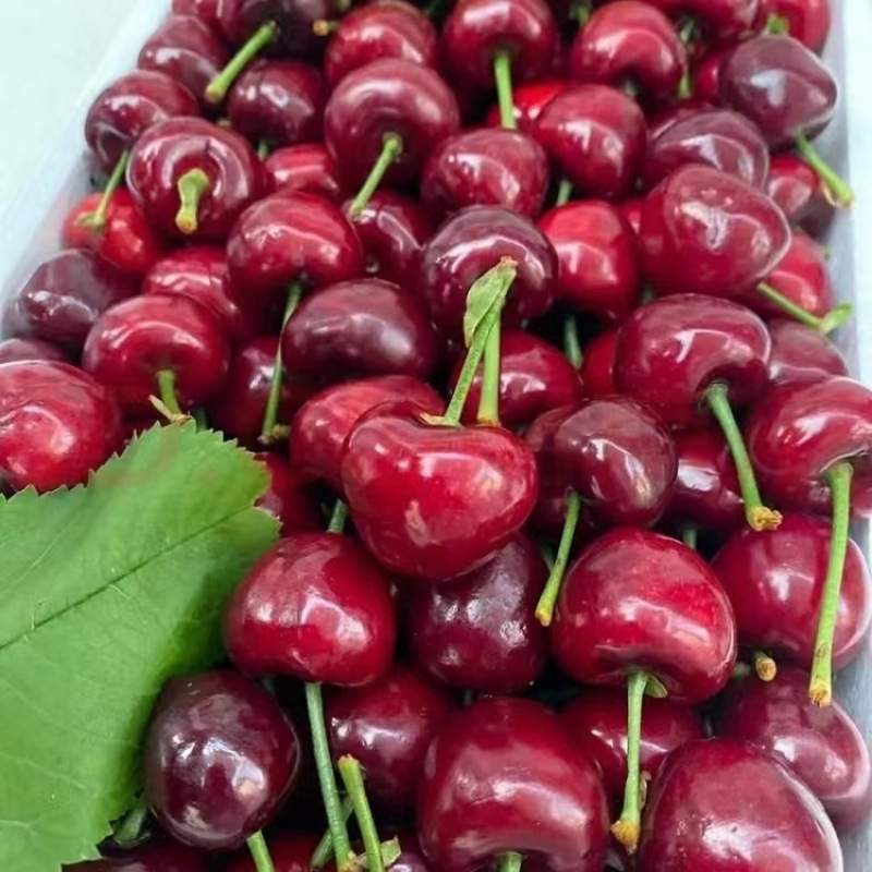 Shandong Yantai Open-Air Cherry Large Cherry Origin Direct Delivery Large Fruit Whole Box Fresh Free Shipping Sweet and Sour for Pregnant Women