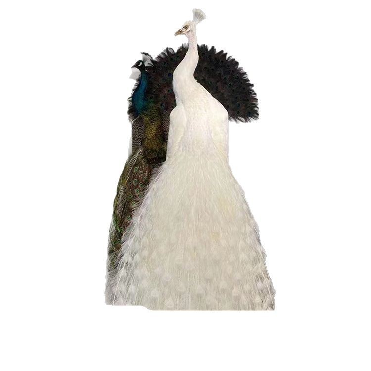 Large-Tailed Ornamental Peacock Live Wholesale Sale of Warm-Peacock Seedlings Blue and White Flower Peacock Breeding Base