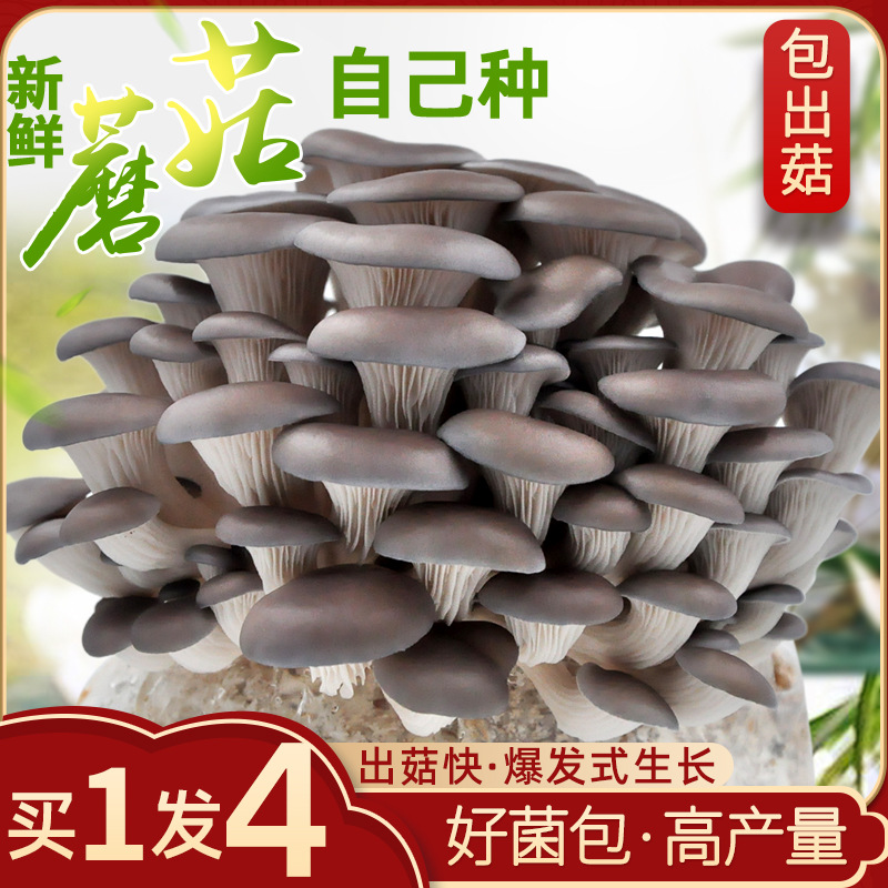 Пакет для посадки грибов, домашний черный гриб, свежий гриб, горшечный съедобный гриб, веселье на балконе.