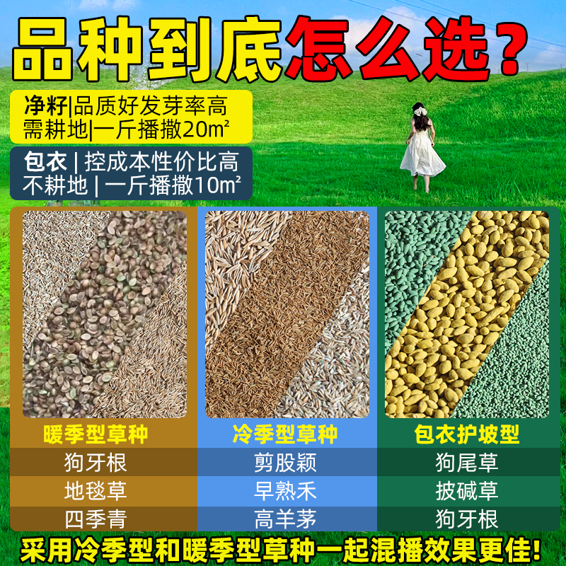 Grass Seeds, Lawn Seeds, All-Season Green, Cold-Resistant and Drought-Tolerant Slope Protection, Manila Dog Tooth, Green Grass, Courtyard Grass Seeds