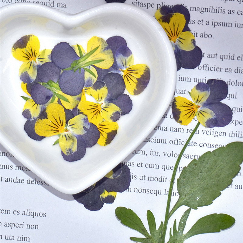 Pansy Fragrant Pansy Dried Flower Embossed Plant Specimen Wholesale Baffed Flower Real Flower Nail Art Face Decorative Flower Photo Frame Table Lamp
