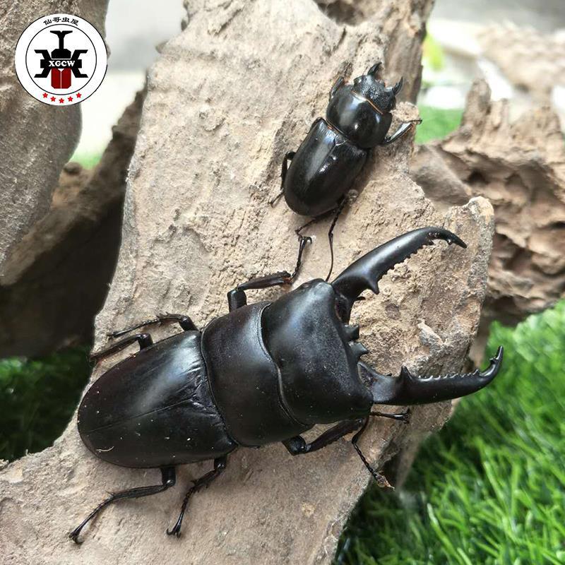 [Cute Pet] Medium Flat-Square Beetle Adult Live Pet Insect Beetle Non-Unicorn Free Shipping Unboxing Video Package