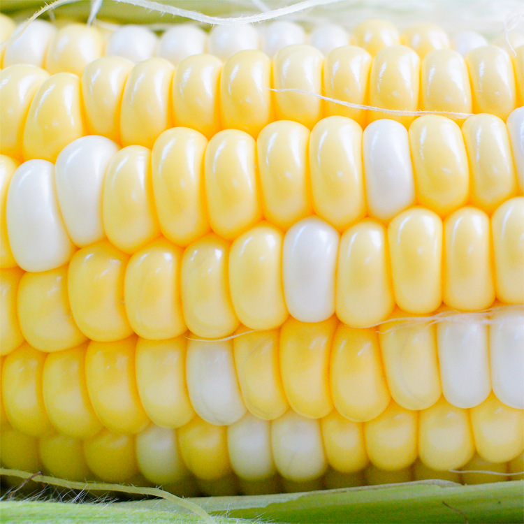 Fruit Corn Yellow Sweet Fruit Corn 10kg Vegetables Fresh Pick Sweet Corn Pregnant Women Super Sweet Instant Corn Generation