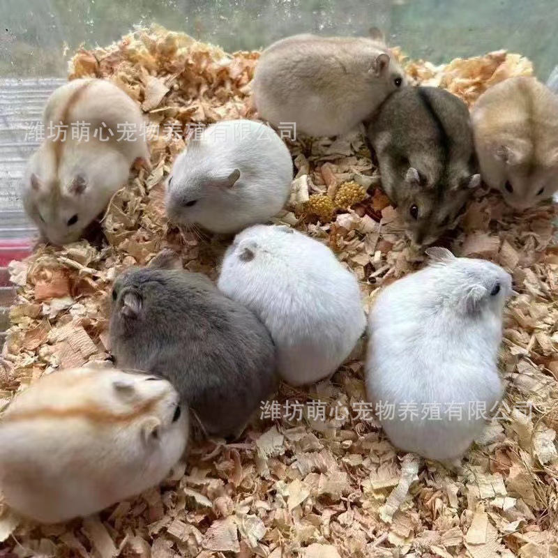 Оптовая продажа хомяков, живые тигры, медведи, белые и черные медведи, коровы, длинношерстные медведи, медведи с круглыми глазами, рисовые медведи