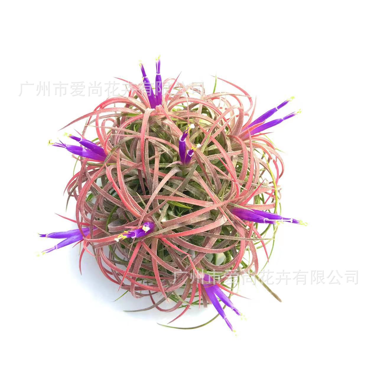 Air Pineapple Wholesale Base Straight Hair Soilless Cultivation Usnea Old Man's Beard Orchid Easy to Grow