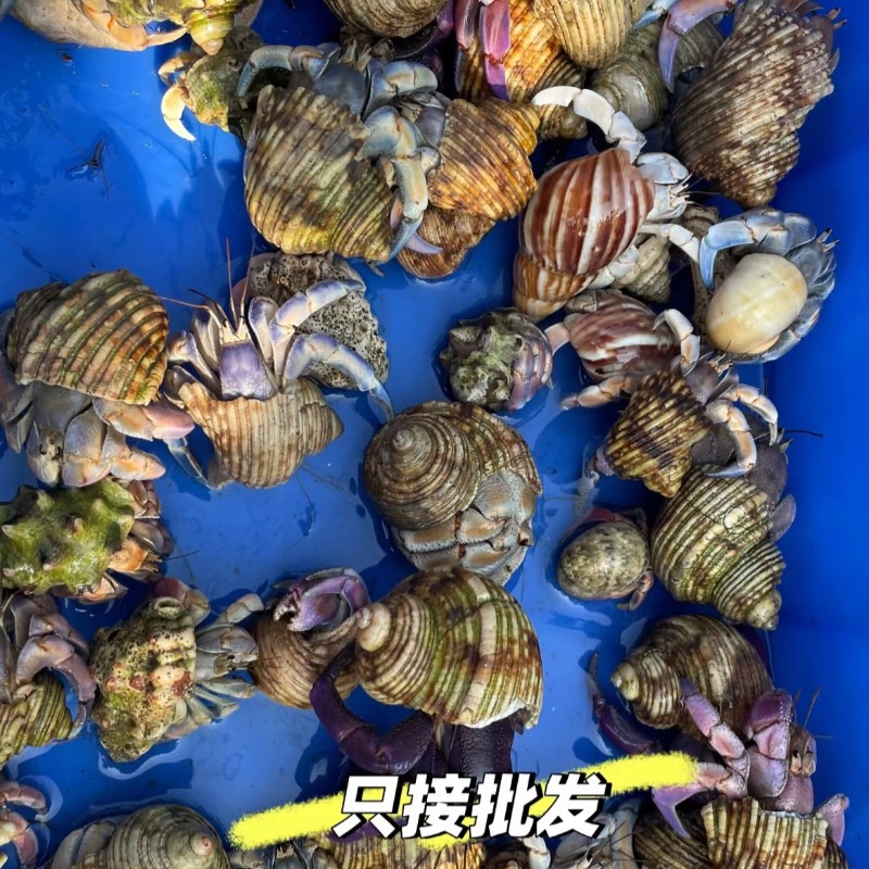 [stall hermit crab wholesale] hermit crab pet watch crab live pet