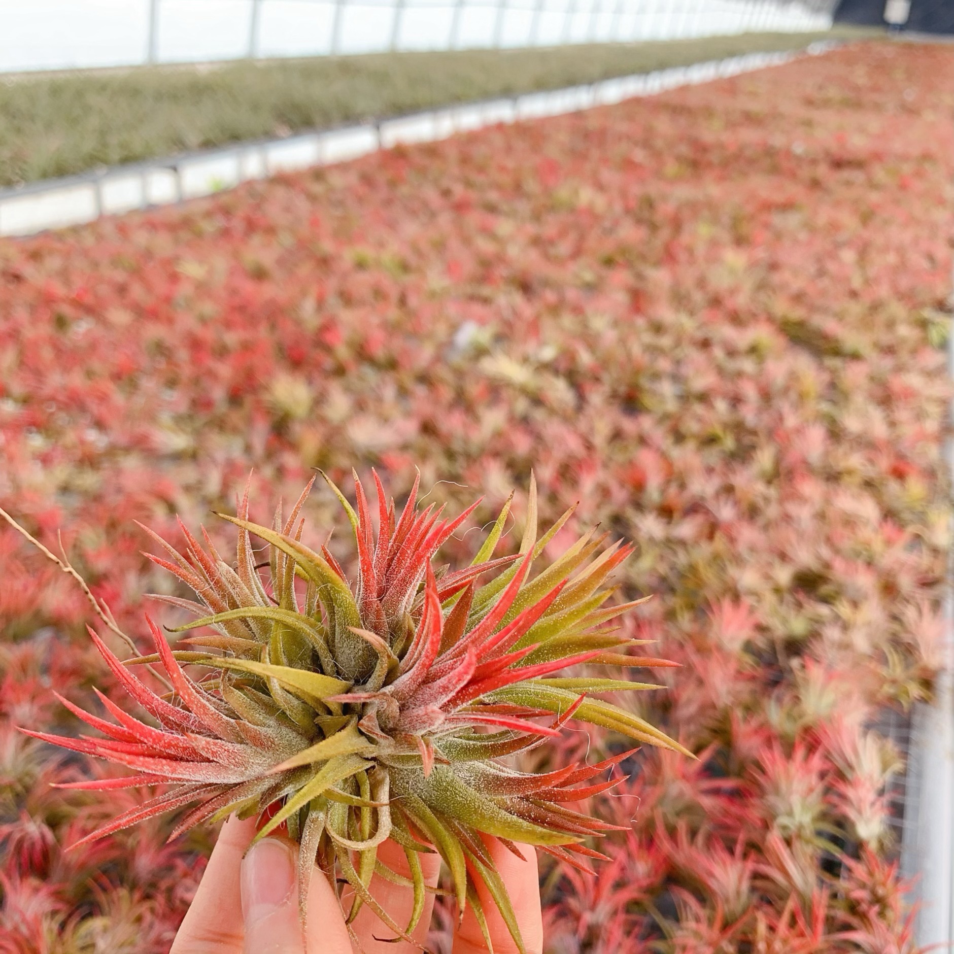 Factory Direct Supply Base Straight Hair Air Pineapple Soilless Plant Swan Elf