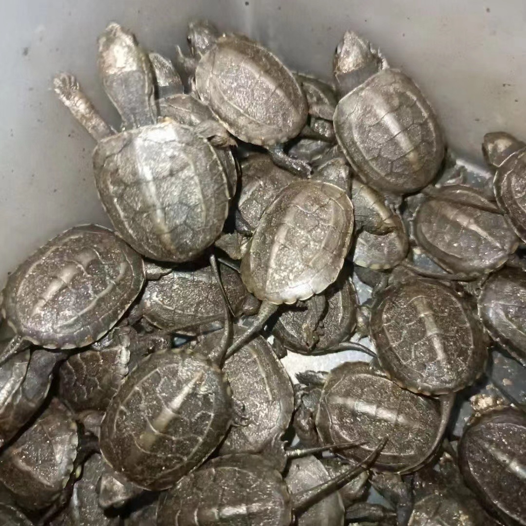 Chinese Tortoise Seedlings Live Pet Turtles Live Objects Gold Thread Tortoise Seedlings Ornamental Small Turtles Stall Wholesale