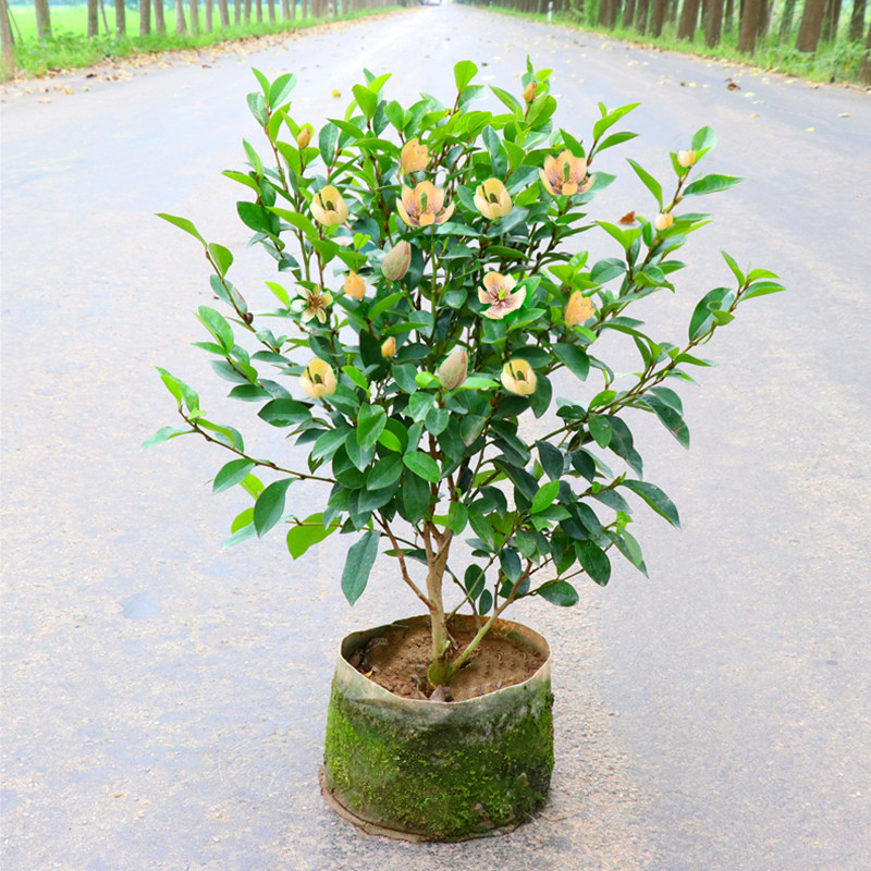 A generation of smiling flowers potted saplings courtyard balcony four seasons Luzhou-flavor indoor flowers with buds flower planting