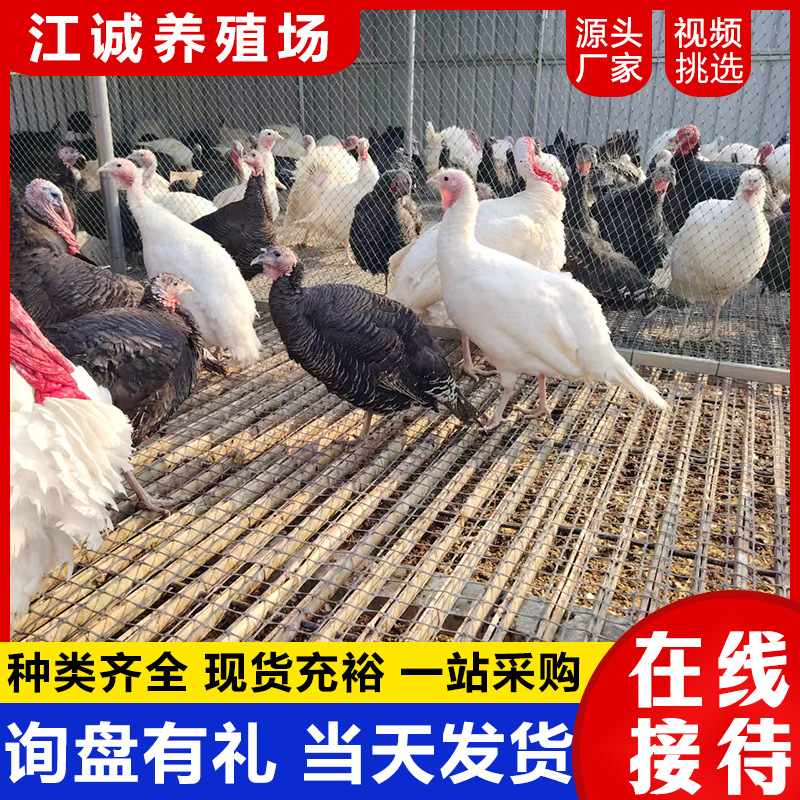 Purebred Half-Sized Bronze Turkey Live Chicks 0.5kg Authentic Large Turkey Brooding Chicks Half a Pound Price Breeding Base